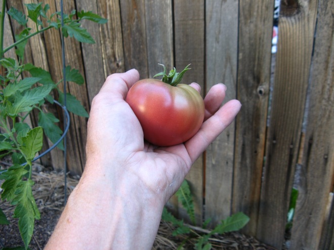 The first tomato.