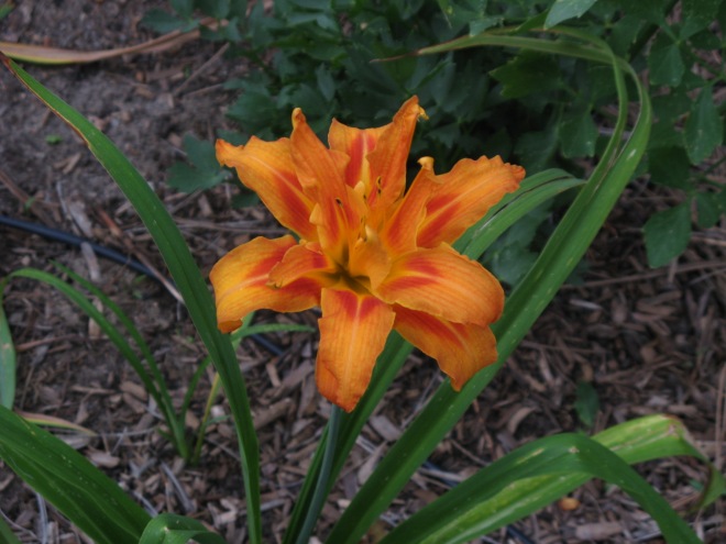 The last daylily.